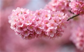 Japão sakura, galhos, flores cor de rosa, bokeh