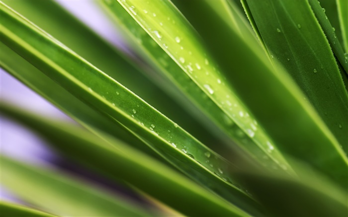 Folha, folhas verdes, gotas de água Papéis de Parede, imagem