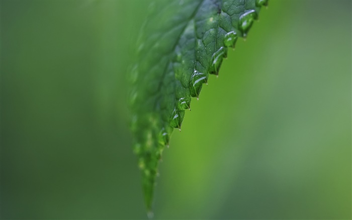 Folha lado close-up, água, fundo verde Papéis de Parede, imagem