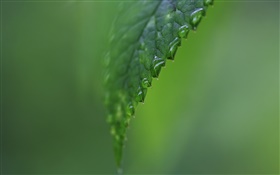 Folha lado close-up, água, fundo verde