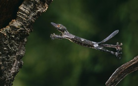 Gecko Folha-atado HD Papéis de Parede