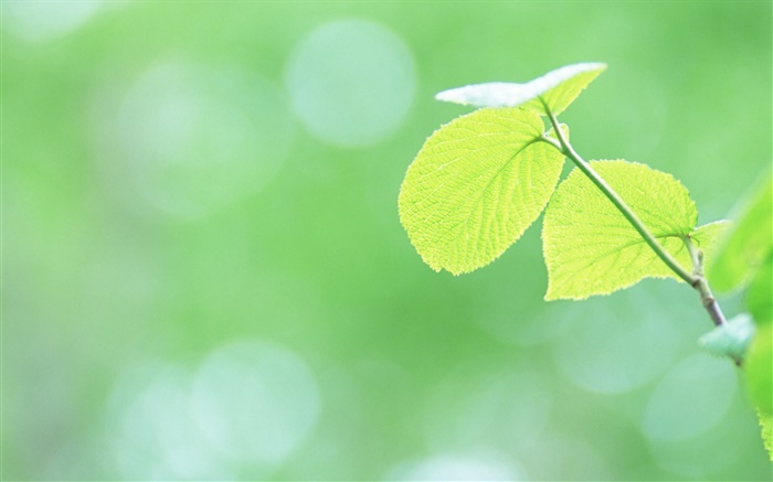 Folhas close-up, verde, bokeh Papéis de Parede, imagem