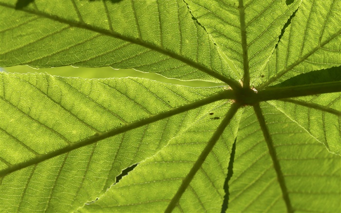 Folhas close-up, vista traseira Papéis de Parede, imagem