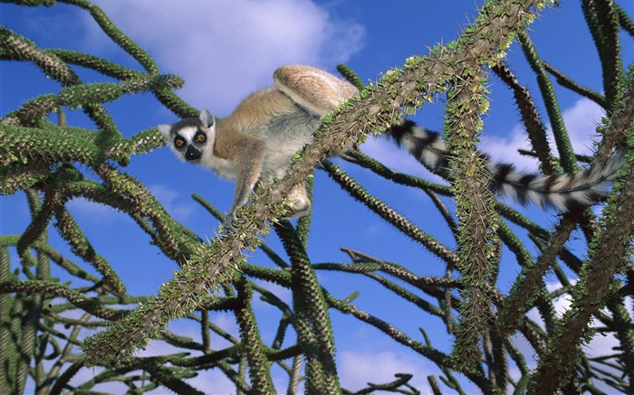 Lemur na árvore Papéis de Parede, imagem