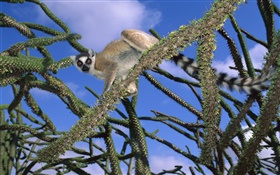 Lemur na árvore HD Papéis de Parede