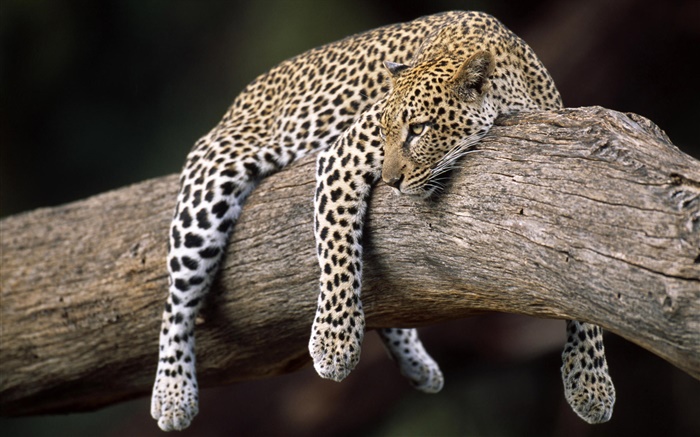 leopardo na árvore Papéis de Parede, imagem