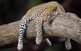 leopardo na árvore HD Papéis de Parede