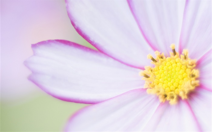 Luz flor roxa close-up, pétalas Papéis de Parede, imagem