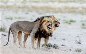 leões, África HD Papéis de Parede
