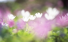 Flores brancas pequenas close-up, borrada HD Papéis de Parede