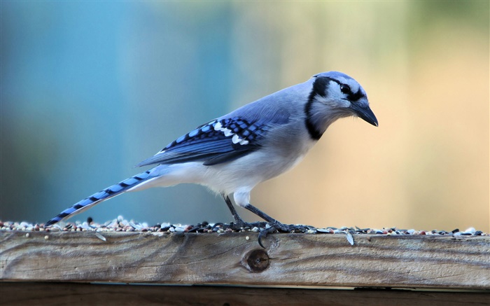 Pássaro só azul Papéis de Parede, imagem