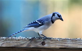 Pássaro só azul HD Papéis de Parede