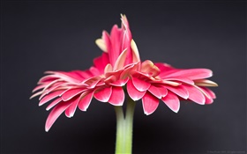 Solitária flor cor de rosa, fundo preto