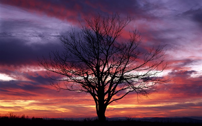 Árvore só, silhueta, céu roxo, crepúsculo Papéis de Parede, imagem