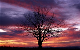 Árvore só, silhueta, céu roxo, crepúsculo HD Papéis de Parede