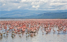 Muitos flamingos, Lago Nakuru National Park, Quênia HD Papéis de Parede
