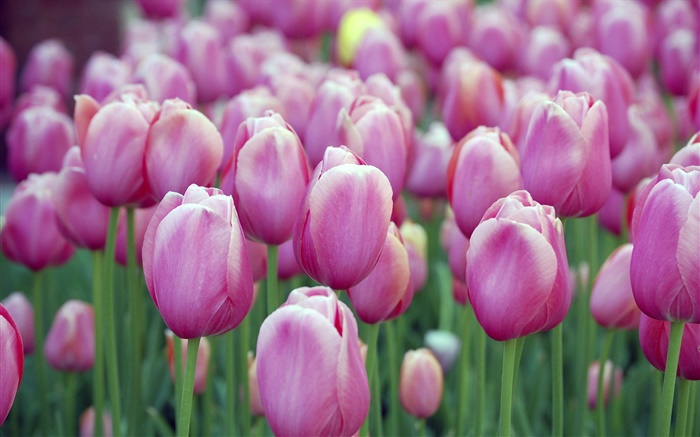 Muitas flores roxas da tulipa, bokeh Papéis de Parede, imagem