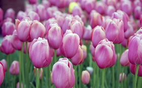 Muitas flores roxas da tulipa, bokeh HD Papéis de Parede