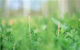 Meadow planta close-up HD Papéis de Parede