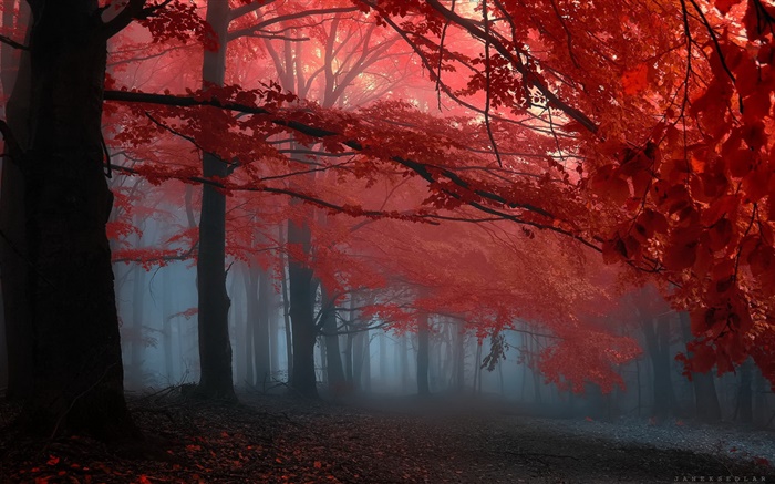 Névoa, floresta, árvores, outono, folhas vermelhas Papéis de Parede, imagem