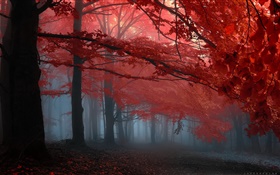 Névoa, floresta, árvores, outono, folhas vermelhas