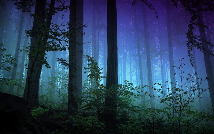Papéis de Parede Cenário de floresta do inverno, nevoeiro, árvores, ramos,  neve branca 1920x1200 HD imagem