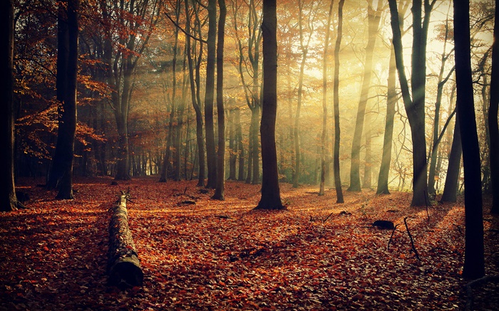 O sol da manhã, floresta, árvores, outono Papéis de Parede, imagem