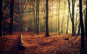 O sol da manhã, floresta, árvores, outono