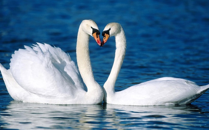 Cisne muda, dois cisnes brancos, lago Papéis de Parede, imagem