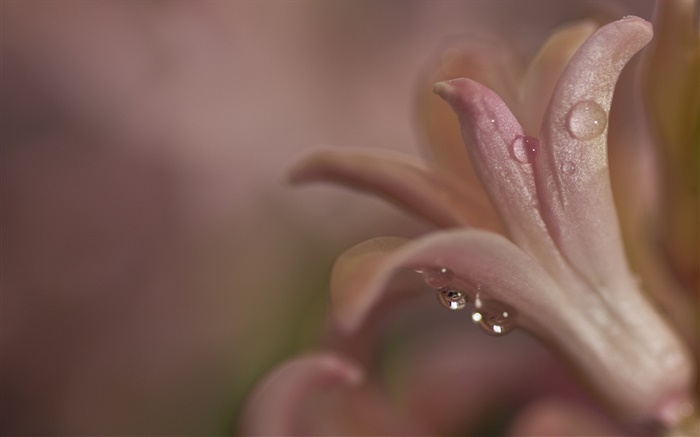 Noite, flor close-up, pétalas, orvalho Papéis de Parede, imagem