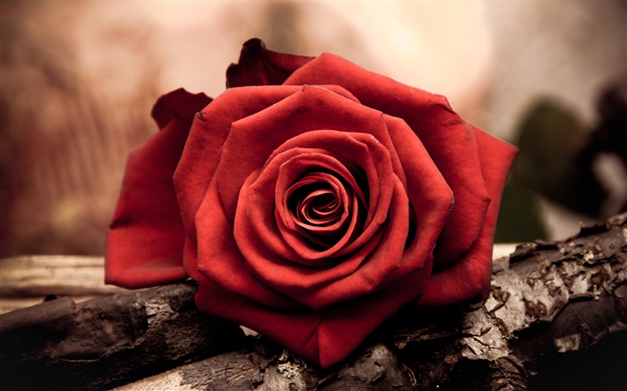Um vermelho levantou-flor close-up Papéis de Parede, imagem