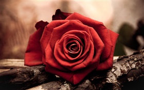Um vermelho levantou-flor close-up HD Papéis de Parede