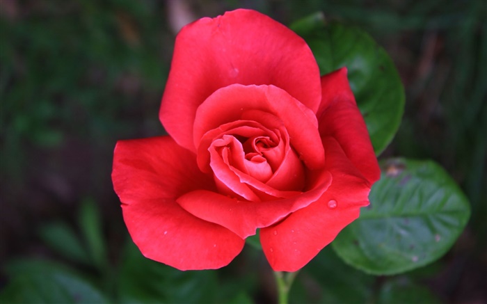 Um vermelho levantou-flor Papéis de Parede, imagem