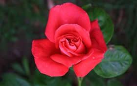 Um vermelho levantou-flor HD Papéis de Parede
