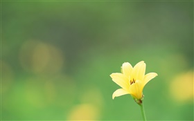Uma flor amarela, fundo verde HD Papéis de Parede