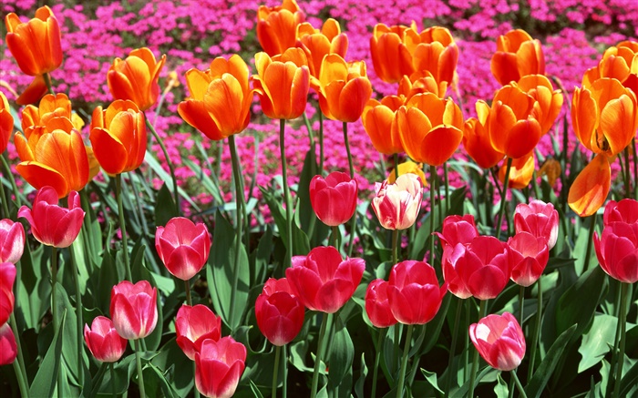 Laranja e rosa cores, flores tulipa Papéis de Parede, imagem
