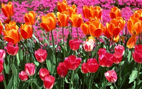 Laranja e rosa cores, flores tulipa