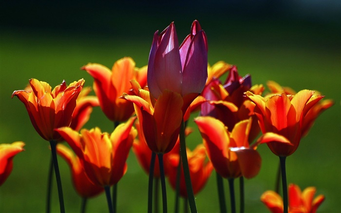 Laranja e roxo flores tulipa Papéis de Parede, imagem