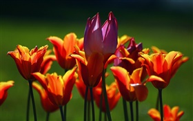 Laranja e roxo flores tulipa HD Papéis de Parede