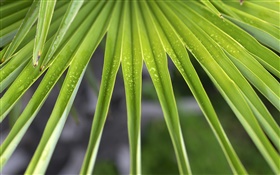 folhas de palmeira close-up HD Papéis de Parede