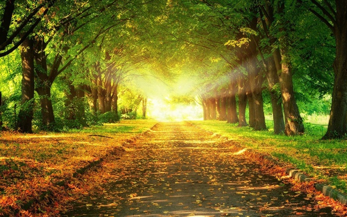 parque, estrada, árvores, raios do sol, outono Papéis de Parede, imagem