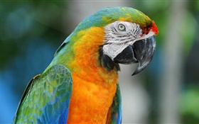Papagaio close-up