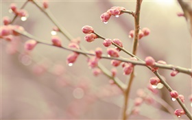Flores em botão do pêssego, primavera, galhos