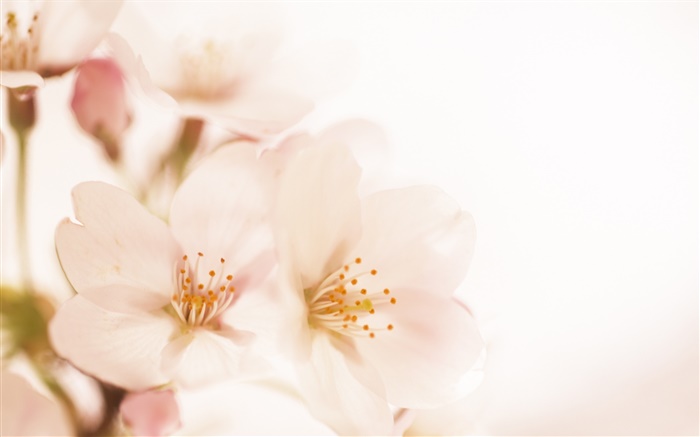 flores de pêssego close-up, pétalas Papéis de Parede, imagem
