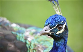 Cabeça do pavão close-up