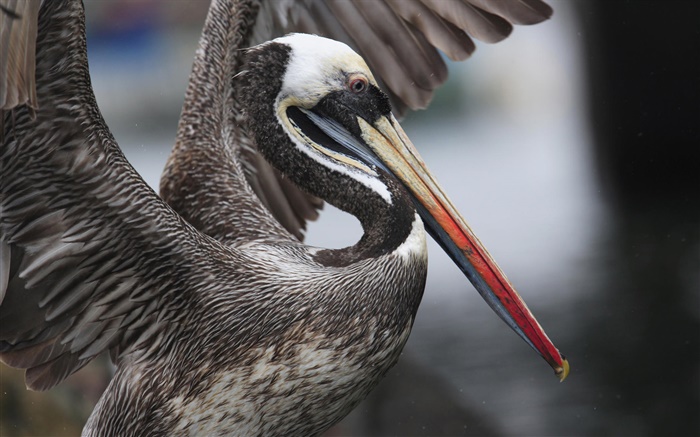 Asas batendo pelicano peruano, Peru Papéis de Parede, imagem