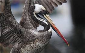 Asas batendo pelicano peruano, Peru