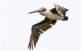 Vôo do pelicano peruano HD Papéis de Parede