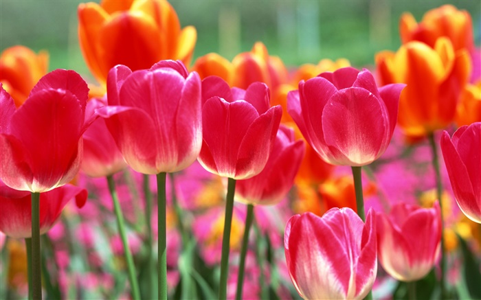 Rosa e flores tulipa laranja Papéis de Parede, imagem