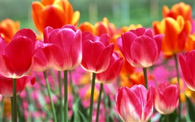 Rosa e flores tulipa laranja HD Papéis de Parede